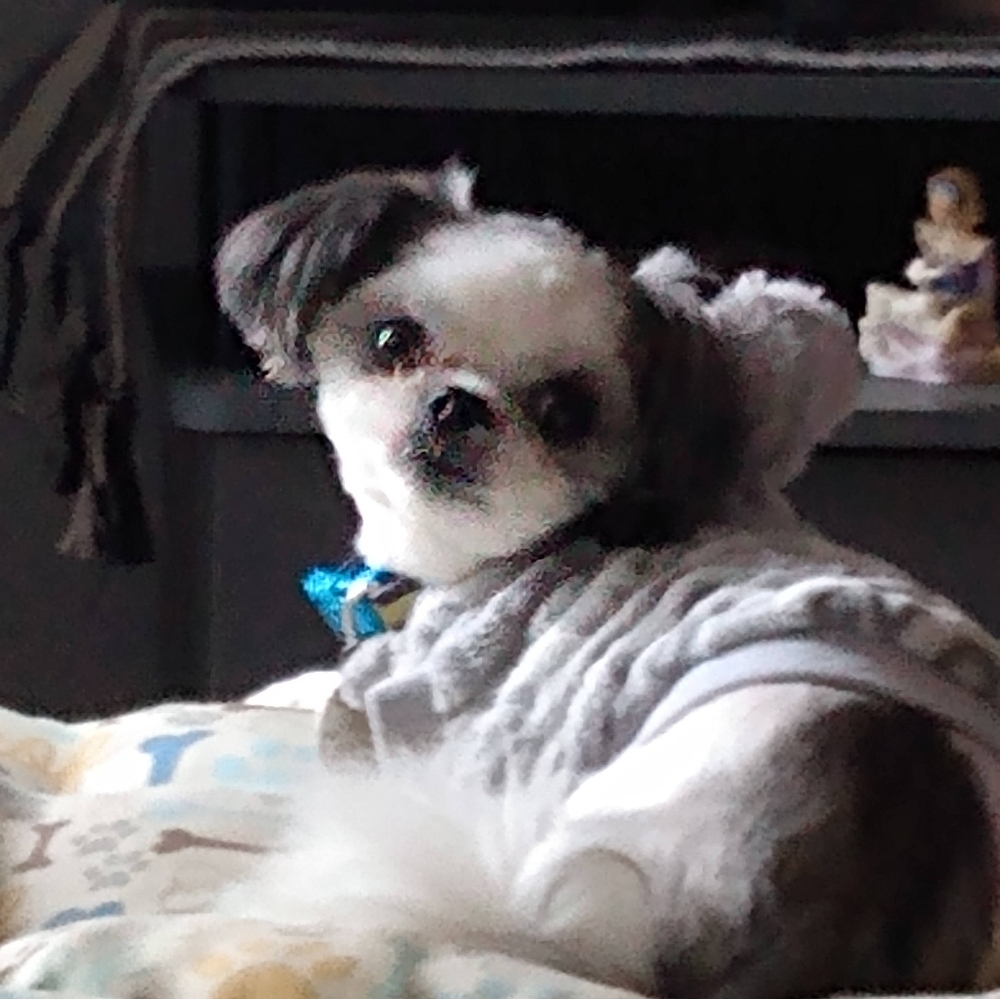 Meet The Rescues We Have - Picture 14 of 16